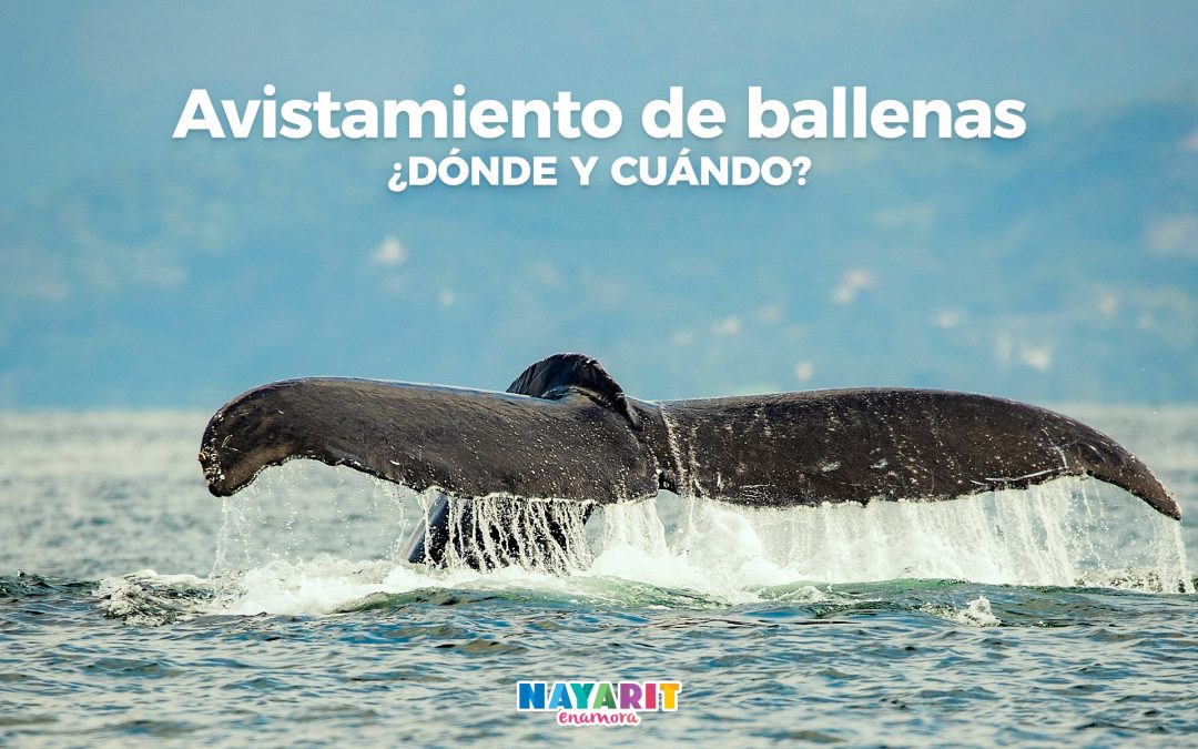 ¿Cuándo es la temporada de avistamiento de ballenas en Nayarit?